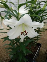 [5611 VH41 Macon No02.JPG]